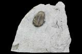 Greenops Trilobite - Hungry Hollow, Ontario #107537-1